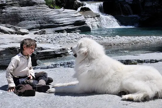剧情电影《灵犬雪莉》解说文案/片源下载