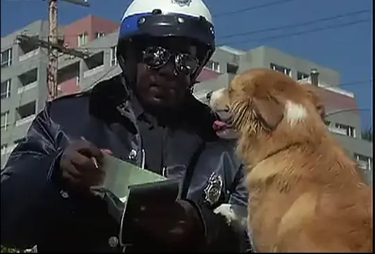 喜剧电影《灵犬宾果》解说文案/片源下载