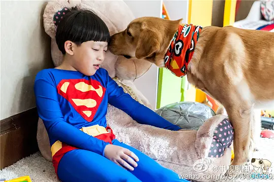 电视剧《神犬小七 第一季》38集电视剧解说文案/片源下载（完结）