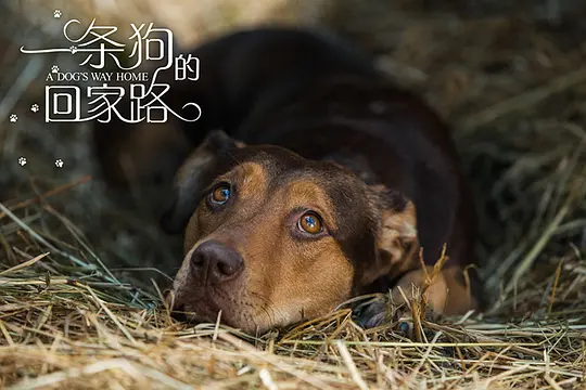 剧情电影《一条狗的回家路》解说文案/片源下载
