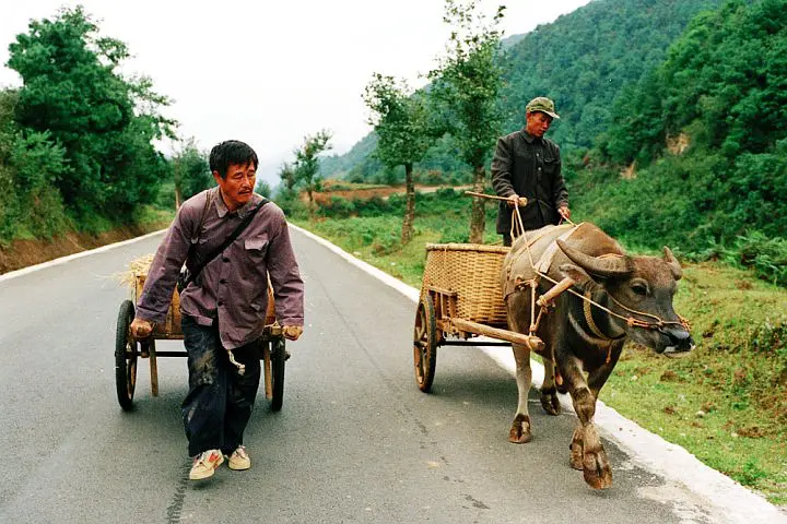 剧情电影《落叶归根》解说文案/片源下载