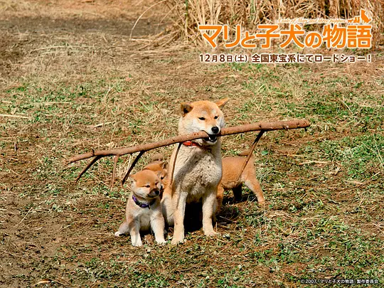 剧情电影《爱犬的奇迹》解说文案/片源下载