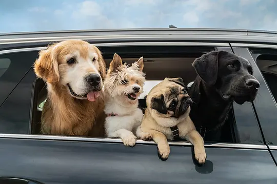 喜剧电影《小狗小心肝》解说文案/片源下载