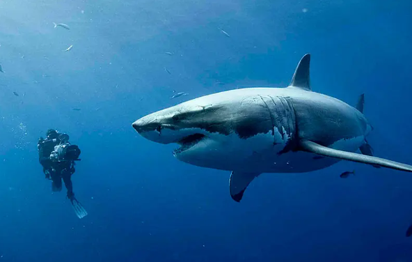 惊悚电影《鲨海》解说文案/片源下载